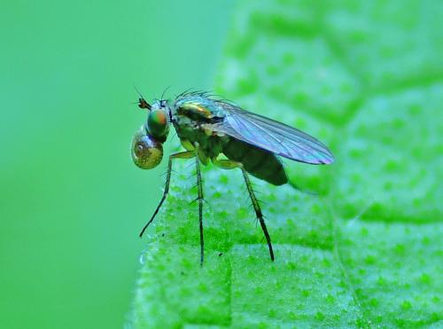 Dolichopus sp.